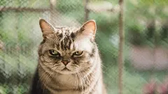 Čo vaša mačka vníma ako „zradu“ – a ako jej znovu získať dôveru.