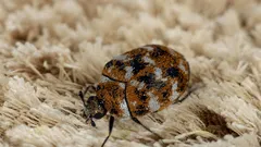 Ako sa rýchlo zbaviť kobercových chrobákov a zabrániť ich opätovnému výskytu