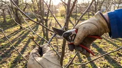 Tieto stromy a kríky je potrebné orezať v apríli. Ak tak neurobíte, prídete o úrodu.