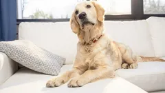 Prečo si pes sadá na vaše miesto na gauči – a čo vám tým naozaj naznačuje