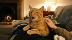 Mačka nám ďakuje, a my ju odháňame. Ako nezmeškať dôležité signály svojho domáceho maznáčika