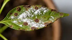 Ako sa zbaviť pavúkovcov v byte: prvá pomoc, spreje a prevencia, aby sa zabránilo ich opätovnému výskytu.