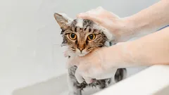 Ako okúpať mačku bez škrabancov a hysterických výstupov: postup, ktorý funguje