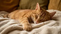 Kde mačky naozaj rady spia: 5 miest – a nie je to mačací pelech