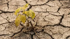 Prečo sadeničky malín po výsadbe vädnú: časté chyby záhradkárov na jar