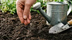 Zelenina, ktorú stojí za to vyskúšať túto jar: ako pestovať agretti alebo mníšsku bradu.