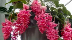 6 izbových rastlín, ktoré doma najčastejšie chradnú – prečo im byt nesedí