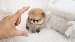 10 „vreckových“ psíkov: miniatúrne plemená pre tých, ktorí si radi berú svojho miláčika so sebou