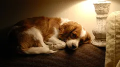 Má zmysel nechať rozsvietené svetlo, keď je pes doma sám?