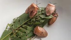  Ako sa zbaviť smradľavých ploštíc túto jar a zabrániť ich opätovnému výskytu