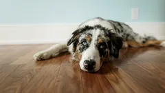 Ako zachovať kvalitu života vášho psa, keď stárne (bez zbytočných starostí)