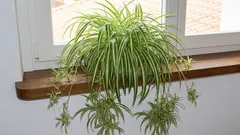 5 nezničiteľných zelených priateľov: rastliny na parapet, ktoré vám všetko odpustia