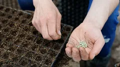 Najlepšie je túto kvetinu vysádzať v apríli.