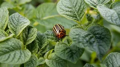 Kolorádsky chrobák: ako sa ho zbaviť bez jedov a prečo popol s dechtom prinúti škodcov opustiť pozemok