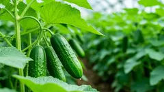 Stres u uhoriek: prečo je potrebné pred výsadbou otužovať sadbu uhoriek ľadom