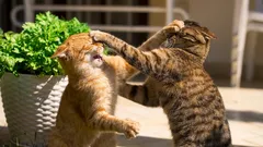 Prečo moja mačka nemá rada iné mačky?