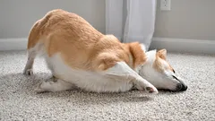 Váš pes si otiera ňufák o koberec? Bežné príčiny a príznaky, ktoré by ste nemali prehliadať