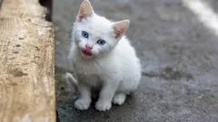 Pamätajú si mačky, že ich zachránili z ulice – a ako im pomôcť prekonať traumatickú minulosť?