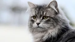 8 zaujímavých plemien mačiek, ktoré sa pravdepodobne nehodia pre začiatočníkov