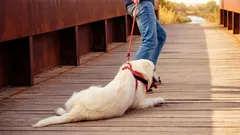 Prečo pes nechce ísť na prechádzku: 3 problémy, ktoré sa skrývajú za zdanlivo neškodným odmietnutím