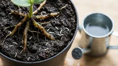 Škodcovia sú nablízku: prečo sú komáre v sadeniciach rozsudkom smrti a ako sa ich zbaviť raz a navždy