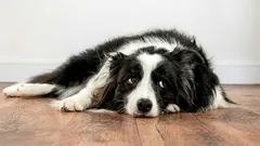 Cíti pes voči majiteľovi zášť: ako sa to prejavuje