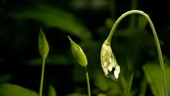 Len 4 týždne v roku: všetci skúsení záhradníci zbierajú tieto púčiky práve teraz.