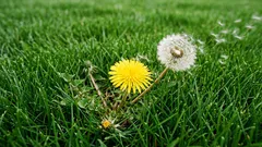 Ako sa zbaviť buriny, skôr než zaplaví váš trávnik