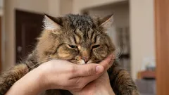 Prečo vás vaša mačka nevíta pri dverách – a čo to môže znamenať.