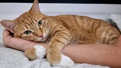 Ako mačka prejavuje svoju náklonnosť k milovanej osobe