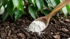 Prekopal som pôdu a pridal len jednu lyžicu, aby z fikusu vyrástol bujný ker: výsledok je na očiach