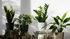 10 najodolnejších izbových rastlín: výber pre zabudlivých a večne zaneprázdnených