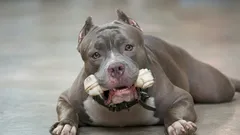 Na pohľad impozantné, ale vnútri milé: 6 psích plemien, ktoré prekvapia svojou povahou