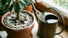 Objavil sa opäť biely povlak na kvetináčoch? Odkiaľ sa berie a čo s ním robiť?