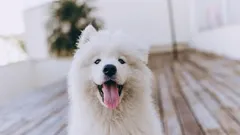 10 drobností, ktoré urobia vášho psa šťastným