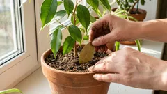 Prečo dávať bobkový list do zeminy: voňavý pomocník pre izbové rastliny